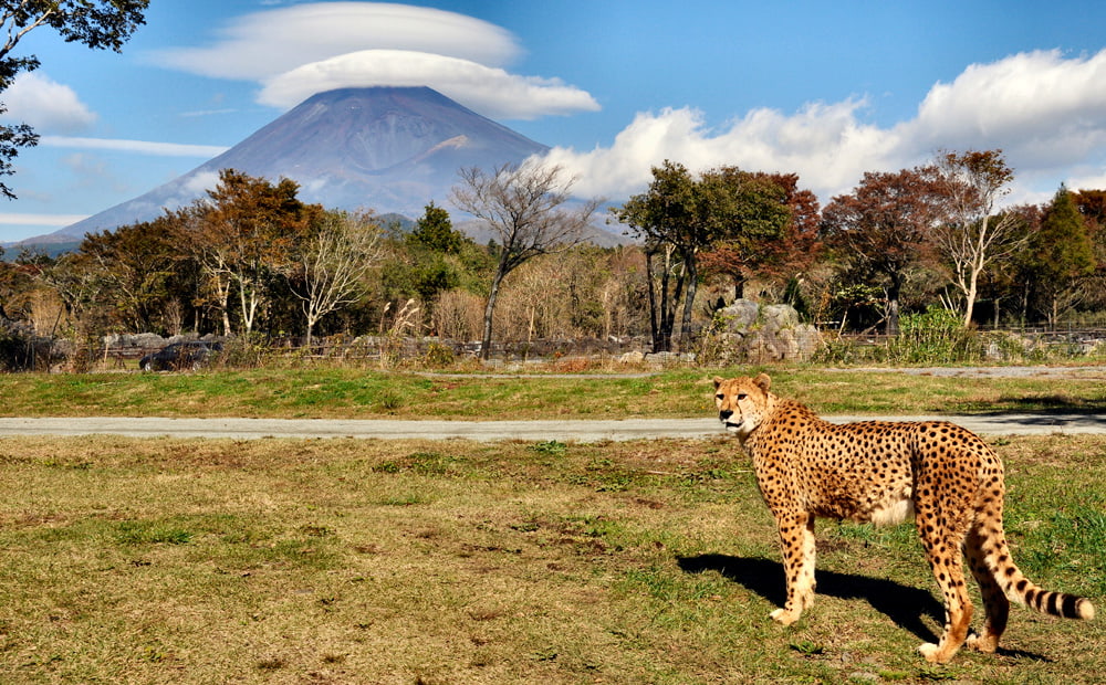 Fuji Safari Park dan Gunung Fuji